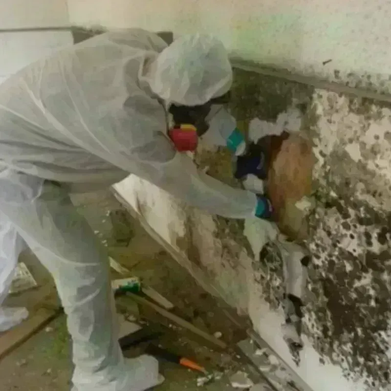 Mold Remediation and Removal in Monee, IL